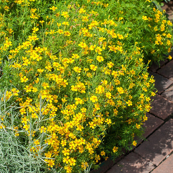 aztec marigold seeds Signet Marigold 'Lemon Gem' seeds