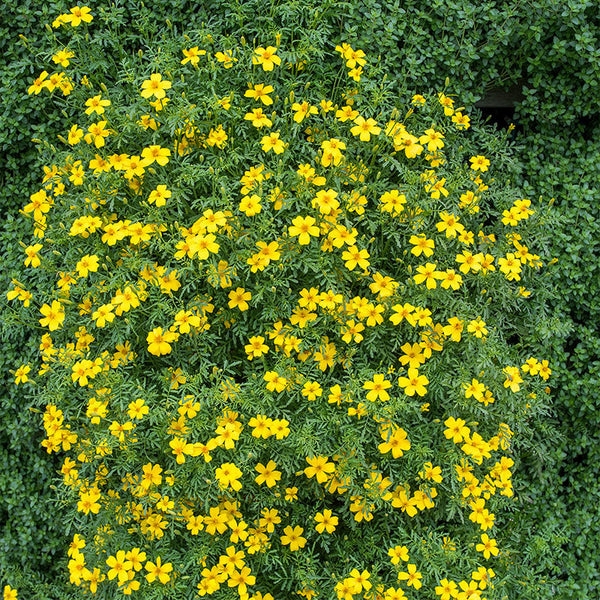 Marigold - Signet 'Lemon Gem'