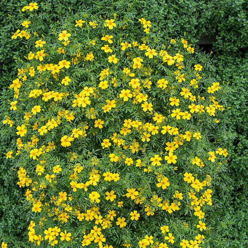 Marigold