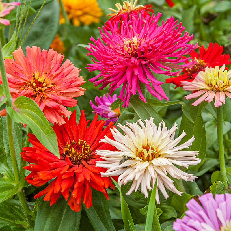 
  



Zinnia 'Cactus Flowered Mix'
