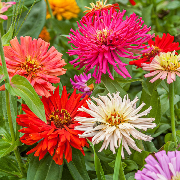 zinnia indoor plant Zinnia 'Cactus Flowered Mix'