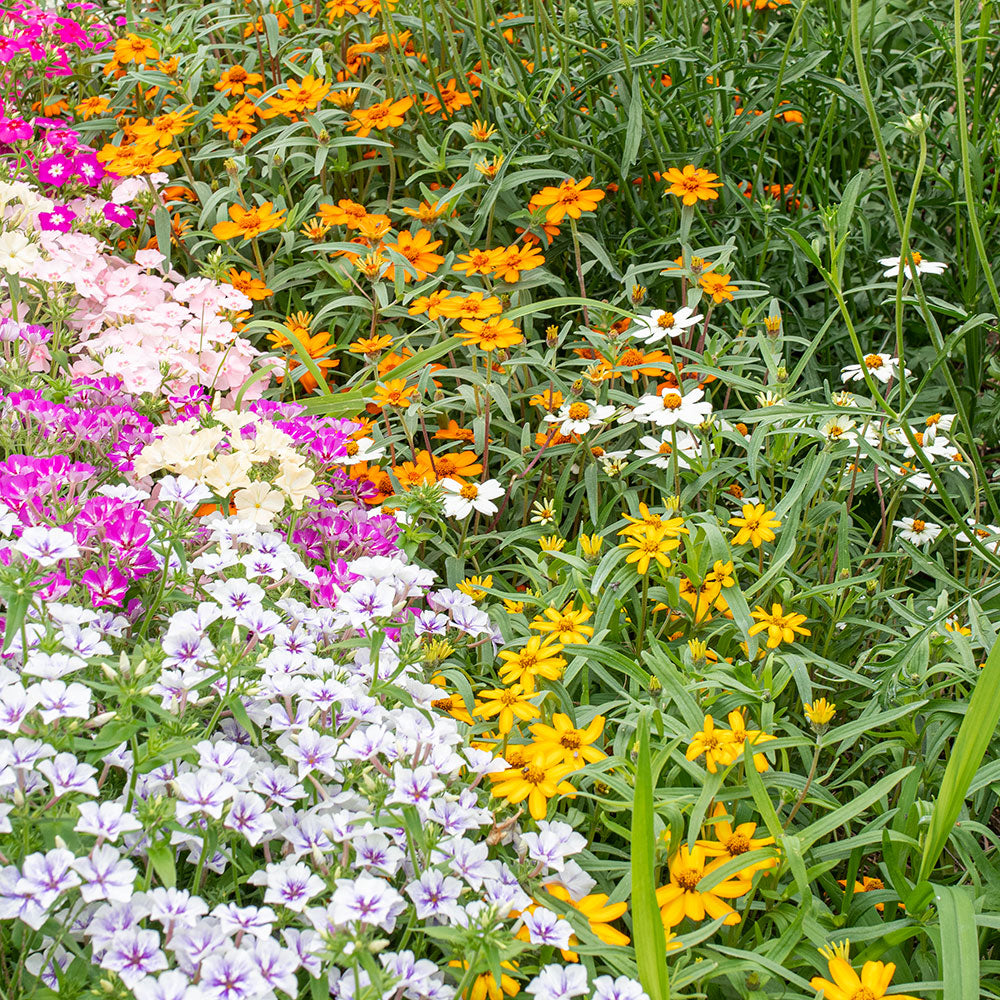 Zinnia 'Starbright Mix'