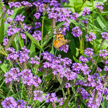 Verbena - Vervain