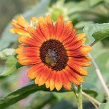 Sunflower 'Velvet Queen' Organic