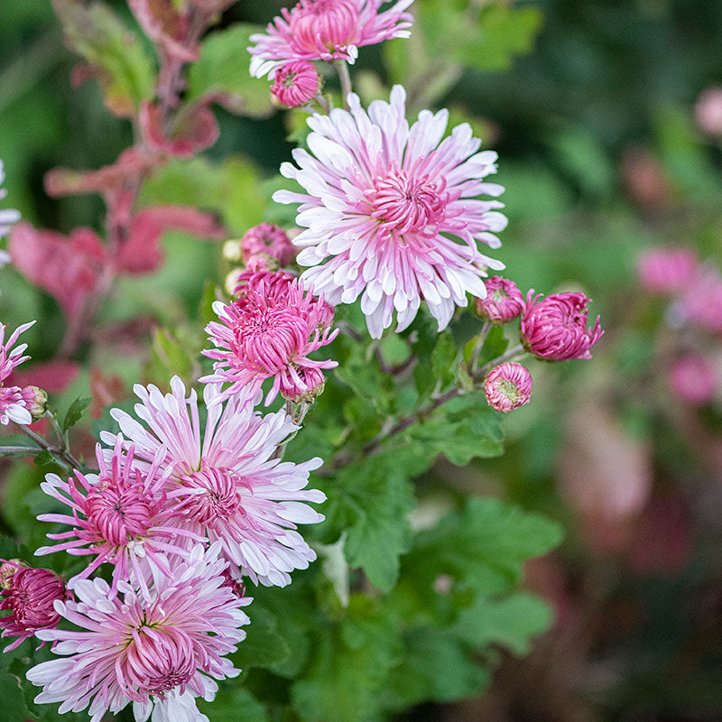 
  



Chrysanthemum 'Emperor of China' 
