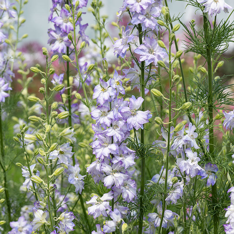 Larkspur 'Frosted Skies'