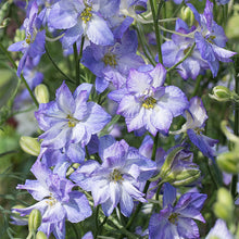 Larkspur 'Frosted Skies'