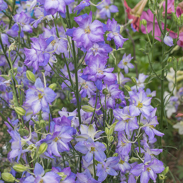 Larkspur 'Frosted Skies'