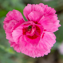 Pink 'Bat's Double Red' - S1