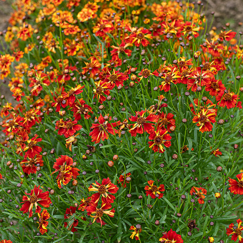 planting coreopsis seeds Coreopsis Incredible Sea Shells Mix