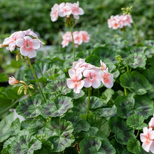 Geranium 'Phlox New Life' - S1