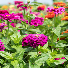 Zinnia 'Purple Prince'