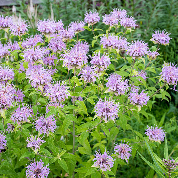 Bee Balm 'Claire Grace' - S1