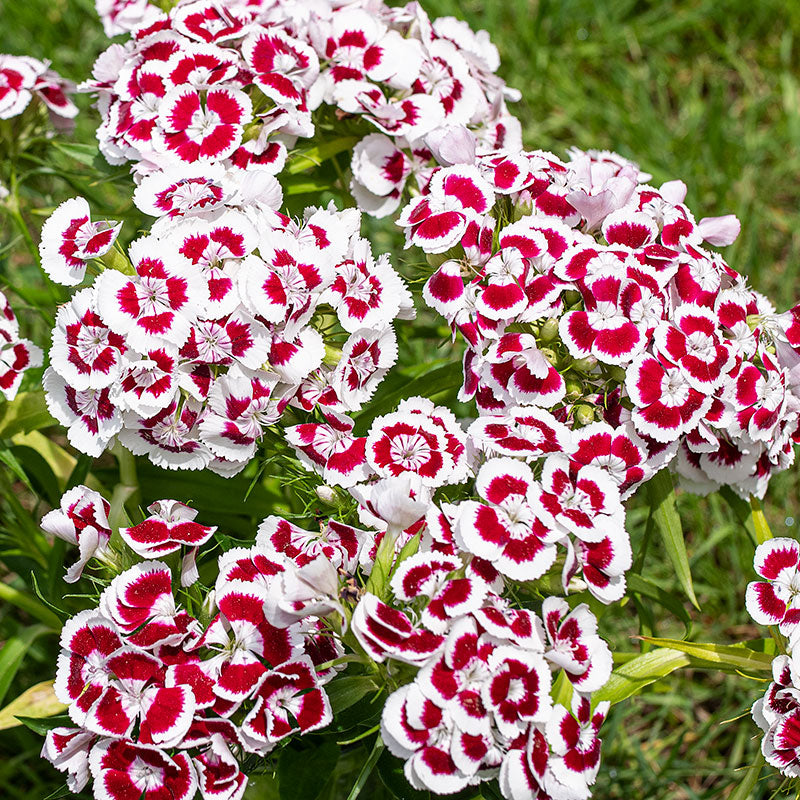 
  



Sweet William 'Holborn Glory'
