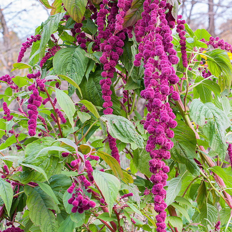 dreadlock succulent Amaranth 'Dreadlocks'