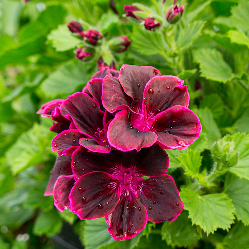 Geranium 'Brown's Butterfly' plants - Pelargonium hybrida