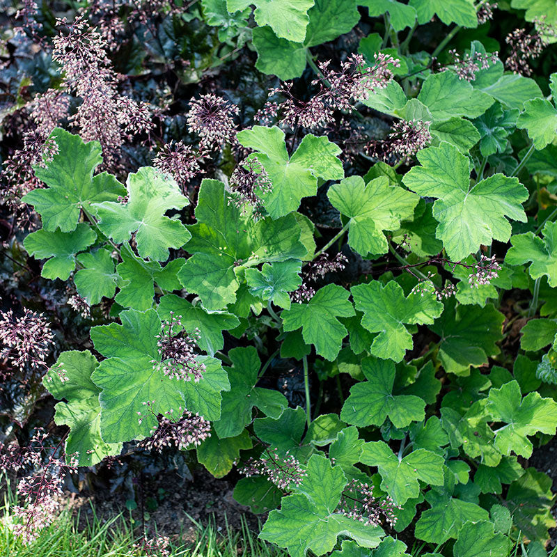 Geranium 'Peppermint' - S1