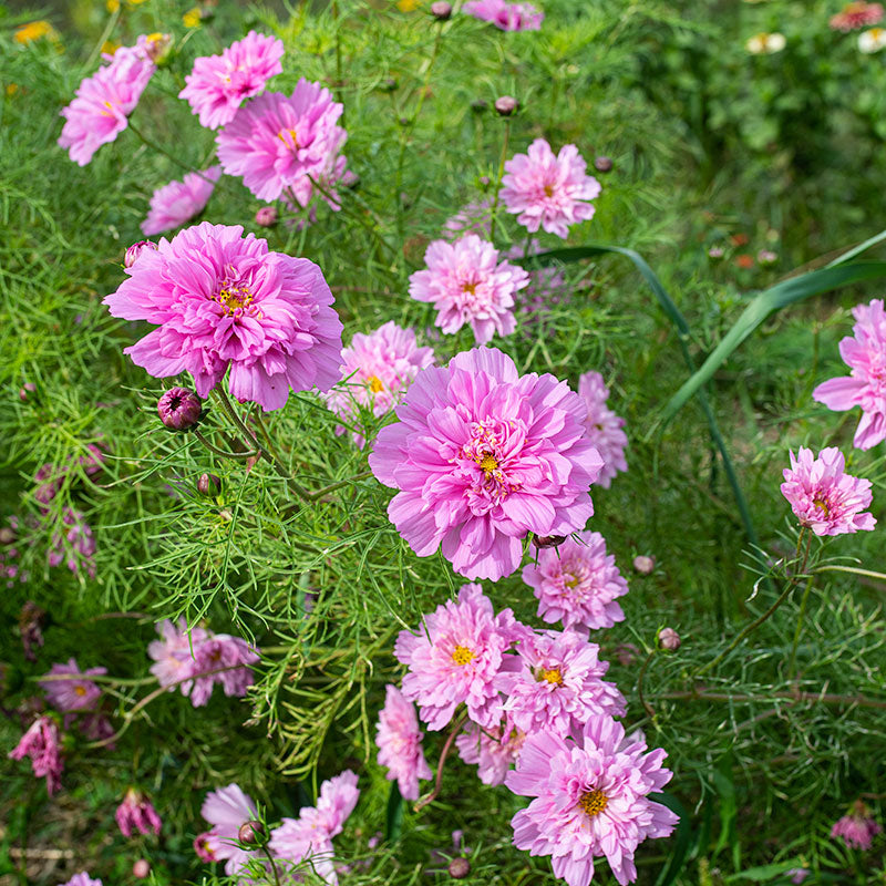 Cosmos 'Rose Bonbon'