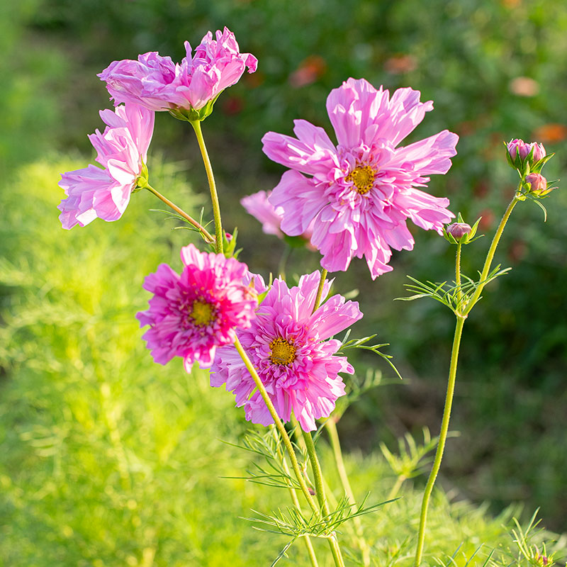 cosmos rose bonbon seeds Cosmos 'Rose Bonbon'
