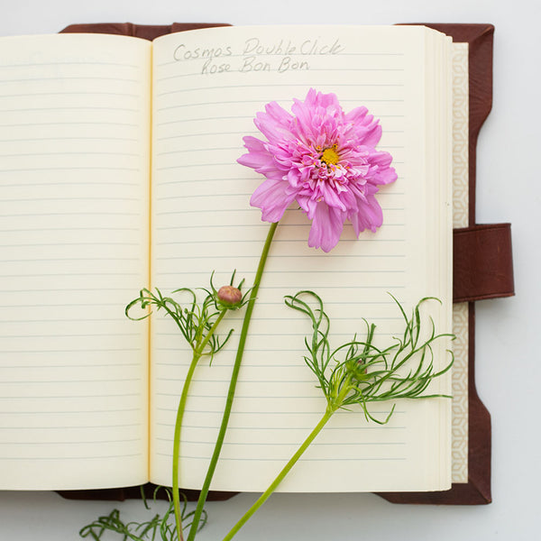 cosmos rose bonbon seeds Cosmos 'Rose Bonbon' seeds