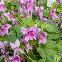 Violet - Sweet 'Rosina' - S1