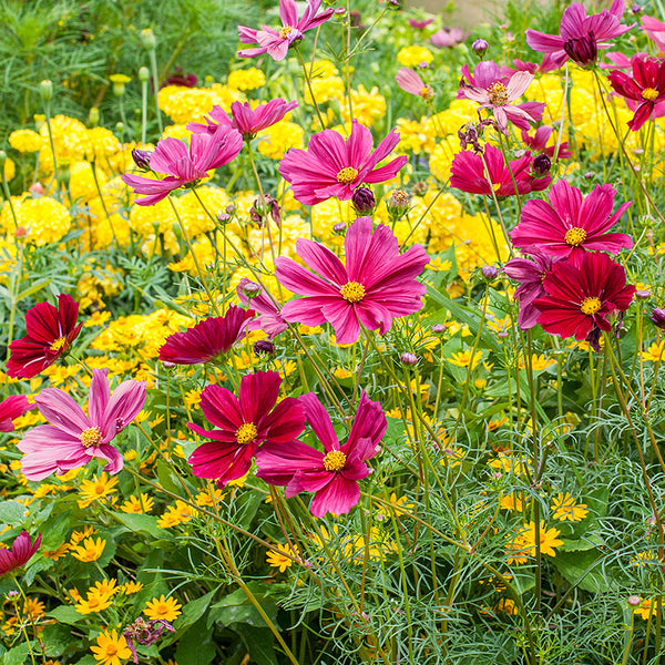 Cosmos 'Rubenza'