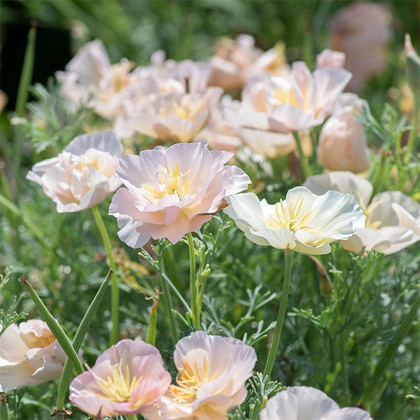 California Poppy 'Pink Champagne' seeds - Eschscholzia californica