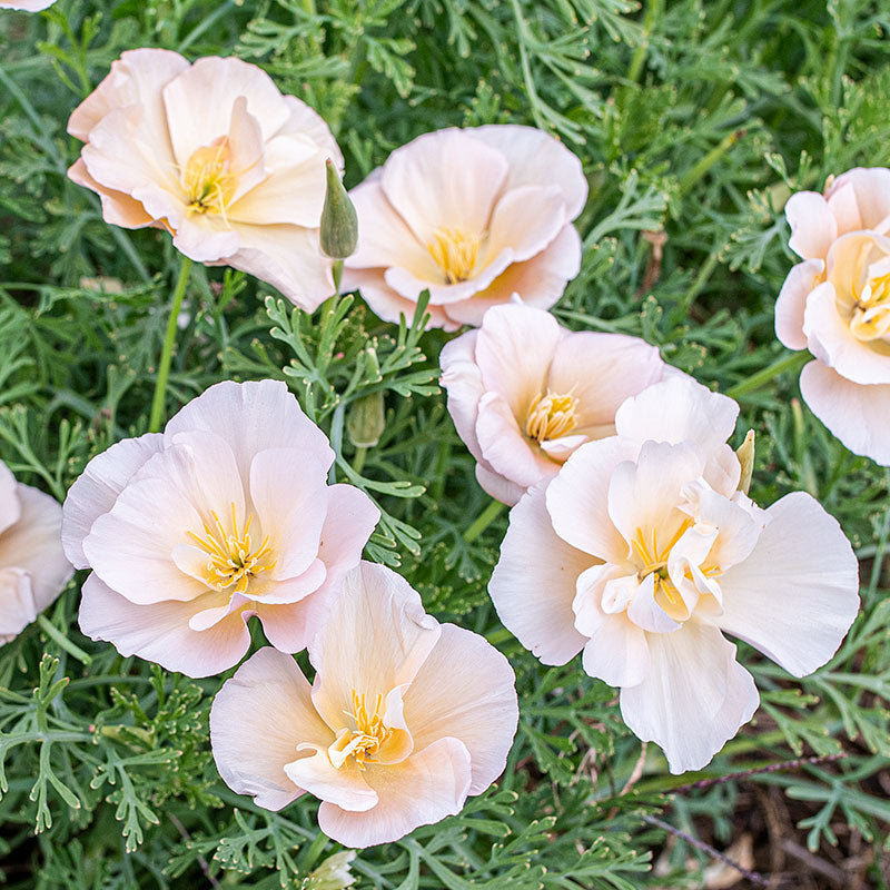 California Poppy 'Pink Champagne' seeds - Eschscholzia californica