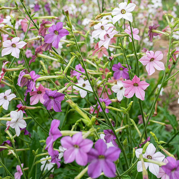 Tobacco 'Cranberry Isles' seeds - Nicotiana x sanderae