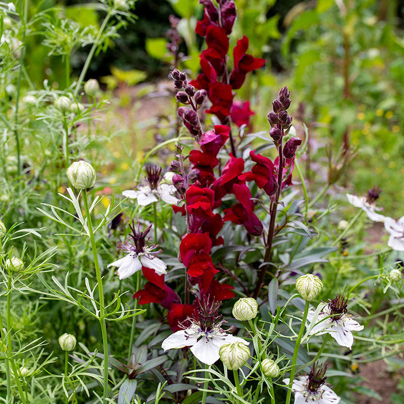 Snapdragon 'Black Prince'