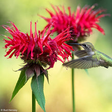 Bee Balm 'Jacob Cline' - S1