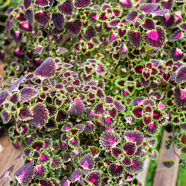 Coleus 'Lava Rose' plants