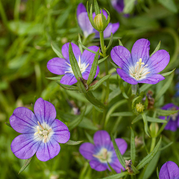 165サイコフラワー Venus's Looking Glass seeds - Legousia pentagonia