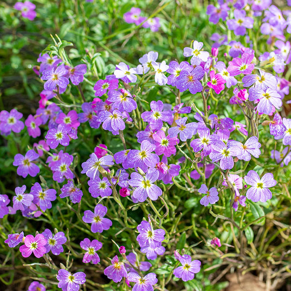 virginia stock flower seeds Virginia Stock 'Spring Sparkle' seeds