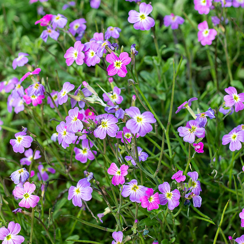 Virginia Stock 'Spring Sparkle' seeds - Malcolmia maritima