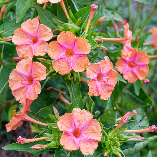 4 o clock flower seeds Four O'Clock 'Salmon Sunset' seeds