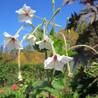
    



Four O'Clock 'Fairy Trumpets'

