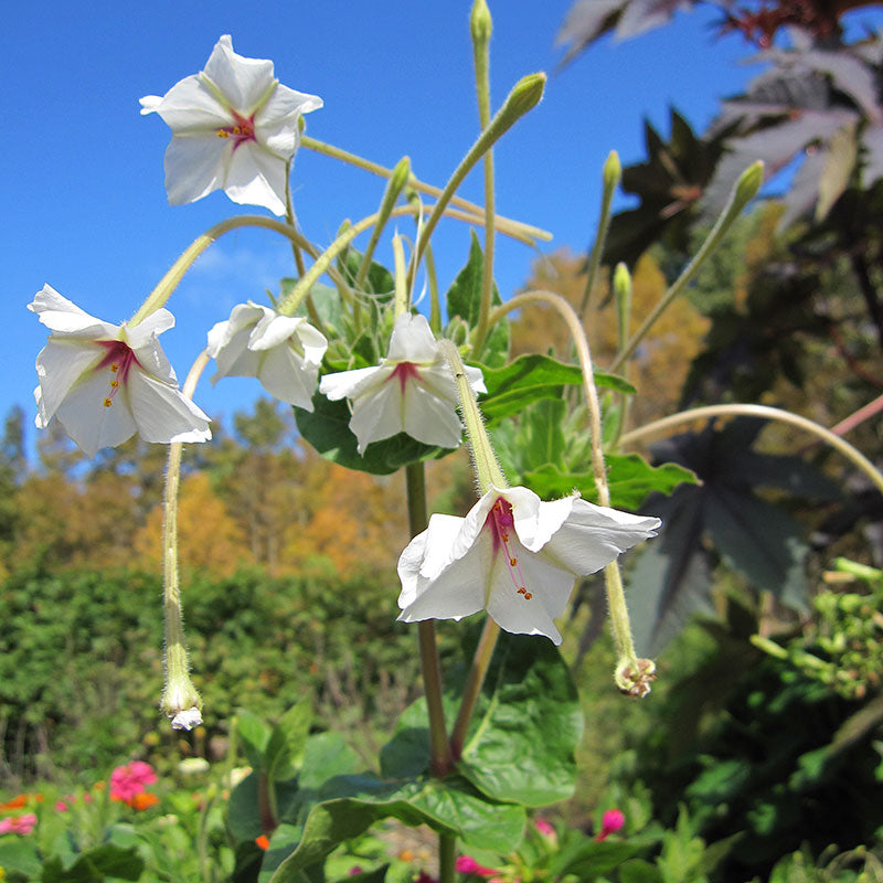 Four O'Clock 'Fairy Trumpets' seeds - Mirabilis jalapa