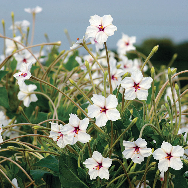 
  



Four O'Clock 'Fairy Trumpets'
