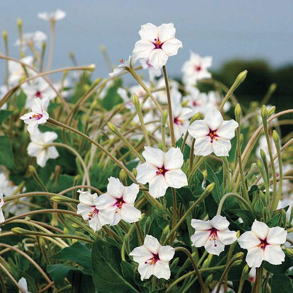 Four O'Clock 'Fairy Trumpets' seeds - Mirabilis jalapa