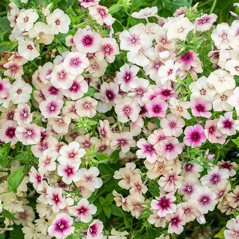 Phlox 'Cherry Caramel'