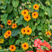 Black-eyed Susan Vine 'Sunny Susy Red Orange' - S1