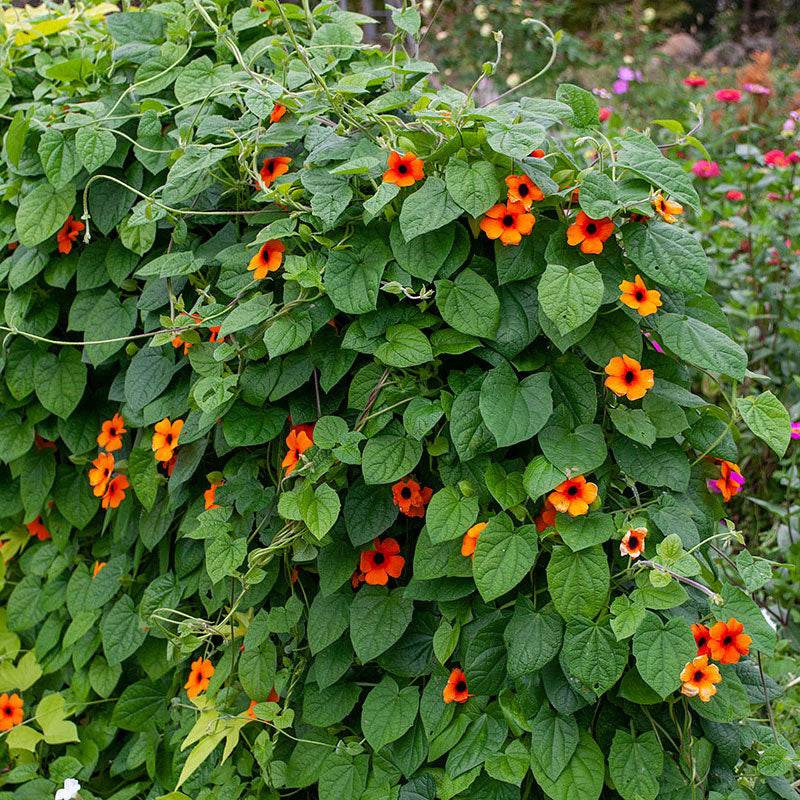 Black-eyed Susan Vine 'Sunny Susy Red Orange' - S1