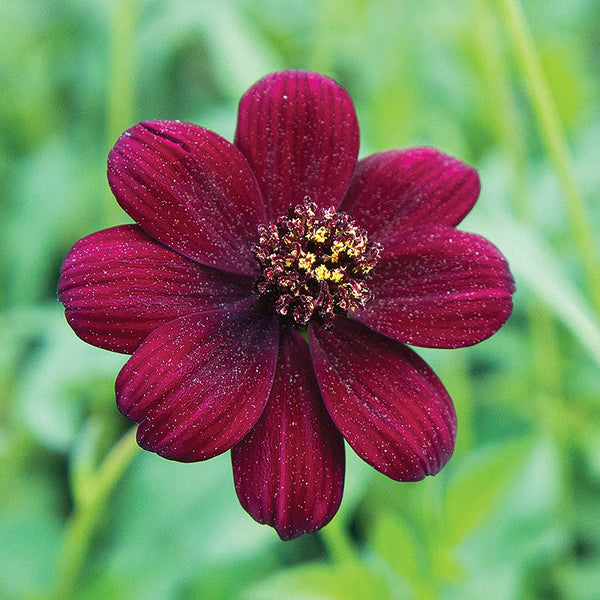 
    



Cosmos 'Chocamocha' 
