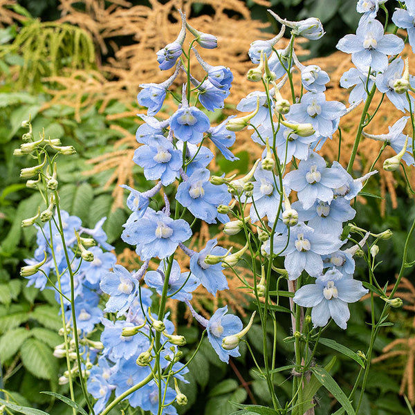plant delphinium seeds in fall Delphinium 'Cliveden Beauty'
