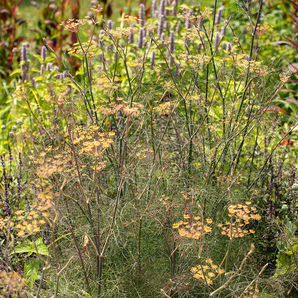 
    



Fennel 'Smokey Bronze' Organic
