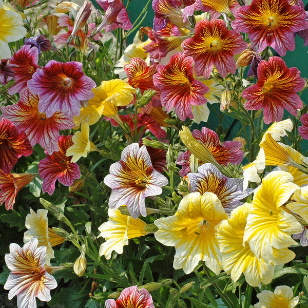 painted tongue flower seeds Painted Tongue 'Little Friends Mix' seeds