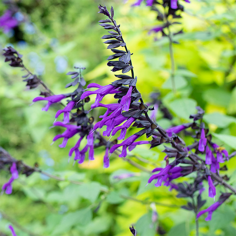 Salvia 'Amistad' - S1