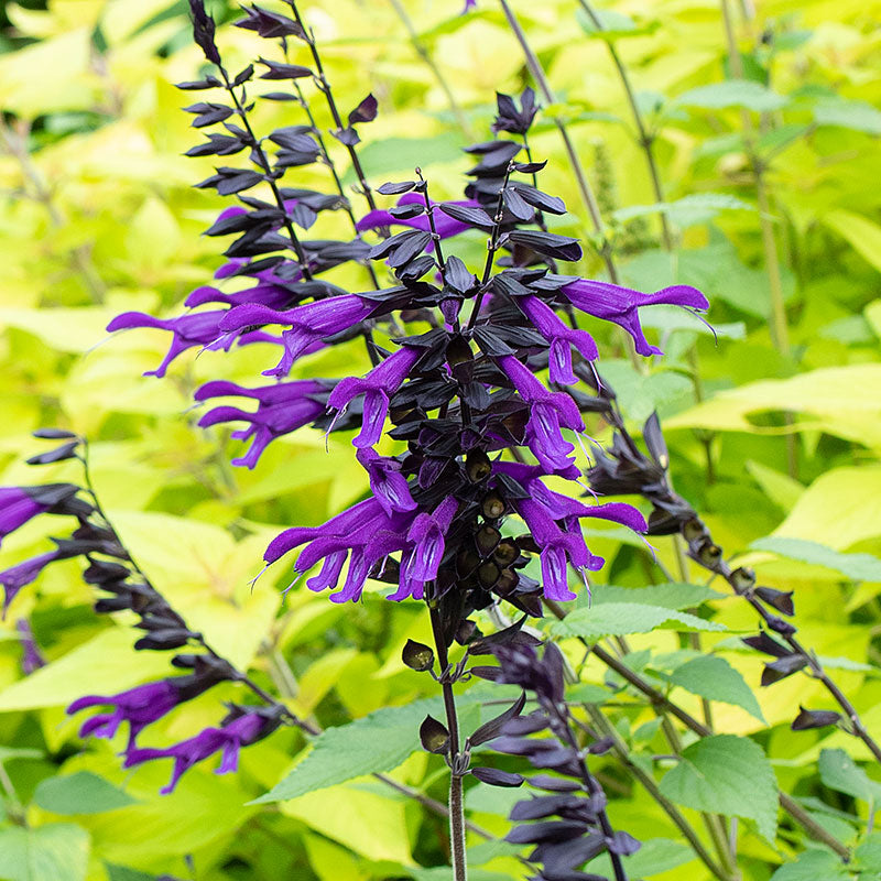 Salvia 'Amistad' plants