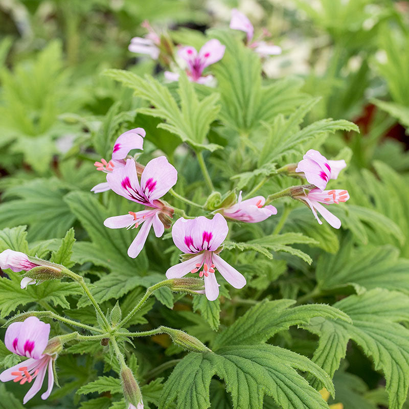 Geranium 'Mabel Grey' - S1